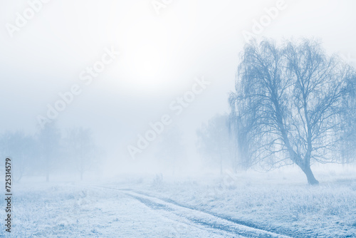 Frost-covered trees and grass in winter forest at foggy sunrise. © smallredgirl