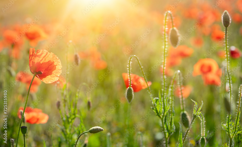 Obraz premium Red poppy flowers field on sunset background. Soft focus, copy space