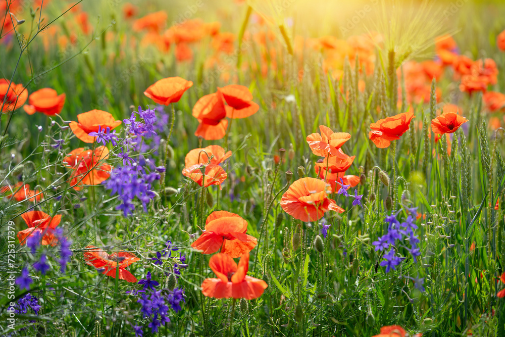 Obraz premium Red poppy and blue flowers on natural sunny background. Soft focus, copy space