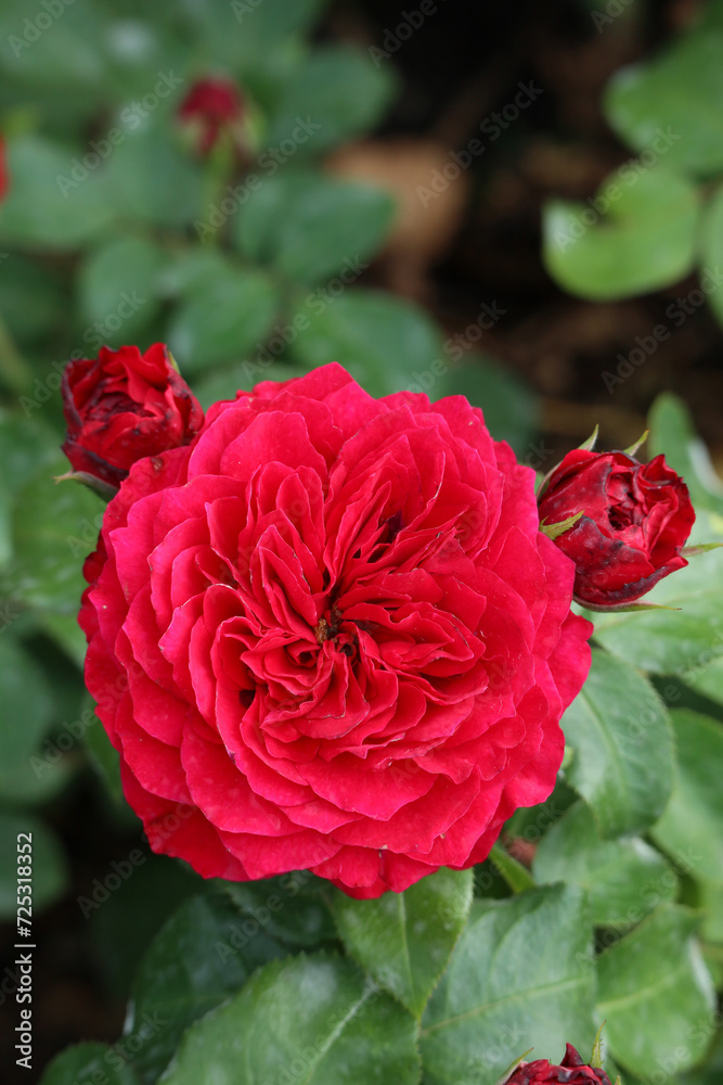 A bright large garden rose in the center A bright large garden rose in the center