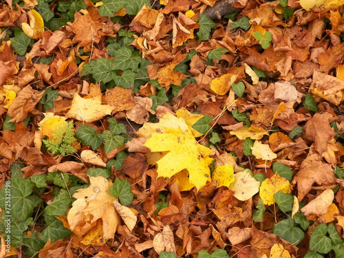 Gold autumnal leaves as nature background.