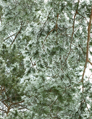 winter pine forest with trunks as background.