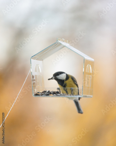 bird feeder on window. transparent cute feeder with food for wild animals. tits and sparrows eat food and fly. Soft selective focus. photos of wild animals, care for and feed forest migratory birds.