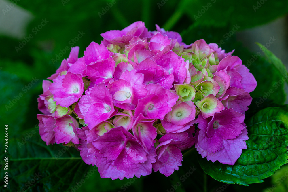 Close-up of blooming Hydrangea macrophylla