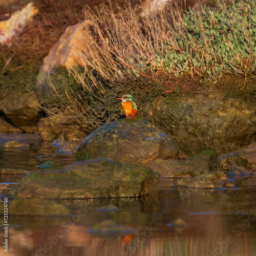 A kingfisher looking for food on a stone