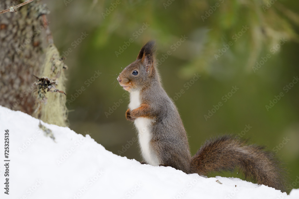 Cute Norwegian Red squirrel (Sciurus vulgaris) in snow Cute Norwegian Red squirrel (Sciurus vulgaris) in snow