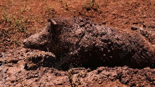 Mud-Covered Pig Emerges and Shakes Off