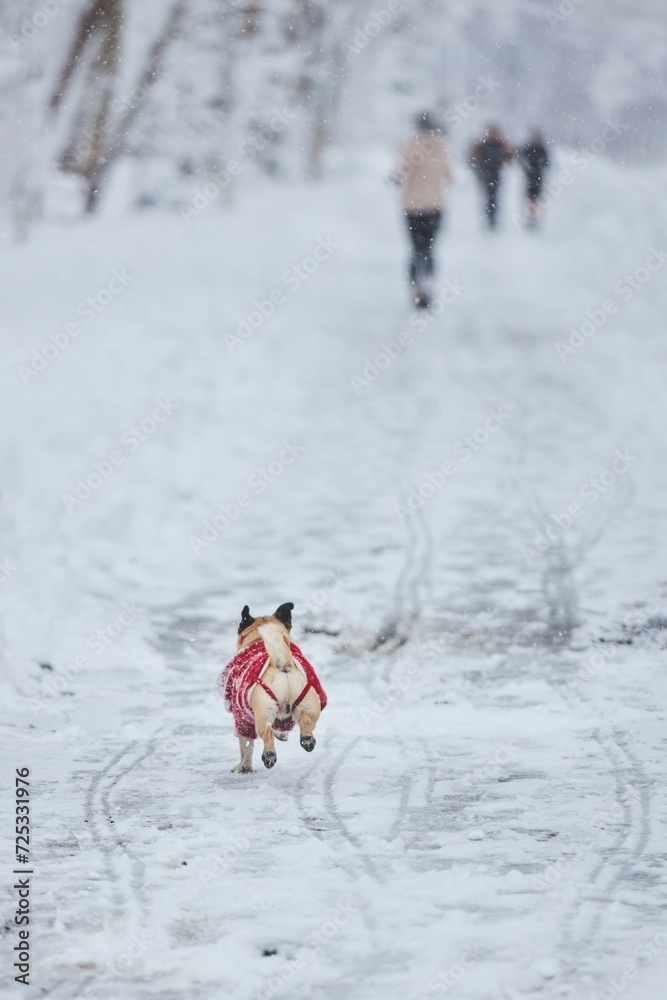 Winter jogging of athletes and a dog that does not have time to run after the owners. Winter landscape.