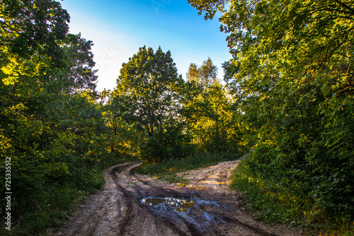 road in the forest