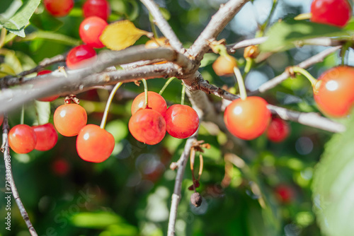red cherry tomatoes