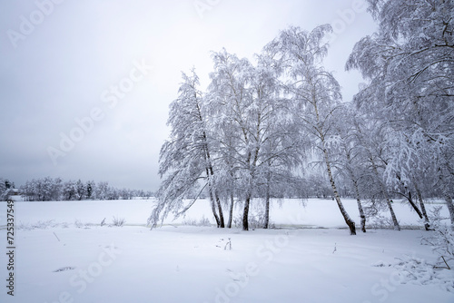 Wallpaper Mural Birch trees covered with snow along the river bank. Torontodigital.ca