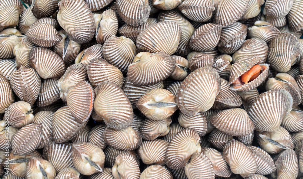 seashells on the beach seashells on the beach