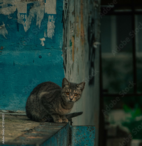 cat on the roof
