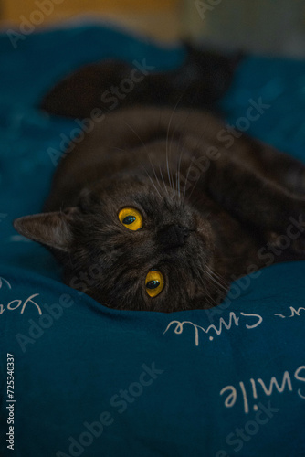cat on the floor