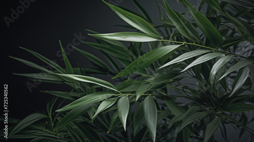 Bamboo Palm leaves adding harmony to a Zen garden setting