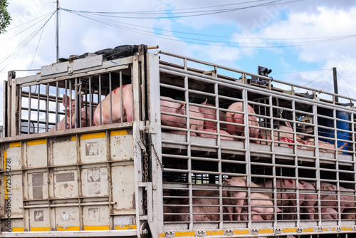 Tableau sur toile Lots of pigs in metal cage of truck transportation on road background