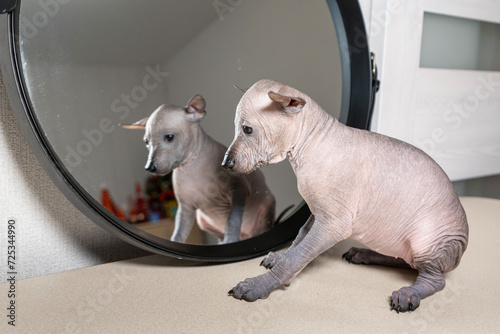 Mexican Hairless Xoloitzcuintle dog photo