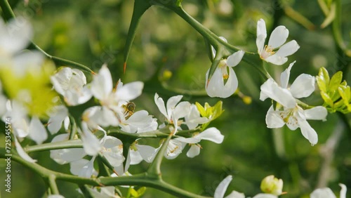 Bee Collecting Pollen On Flowers Is Trifoliate Orange. Citrus Trifoliata In Spring Garden. Close up. photo