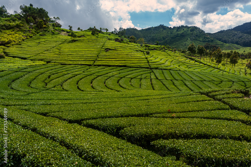 mountains tea fields, Ciwidey, Bandung , Java, Indonesia