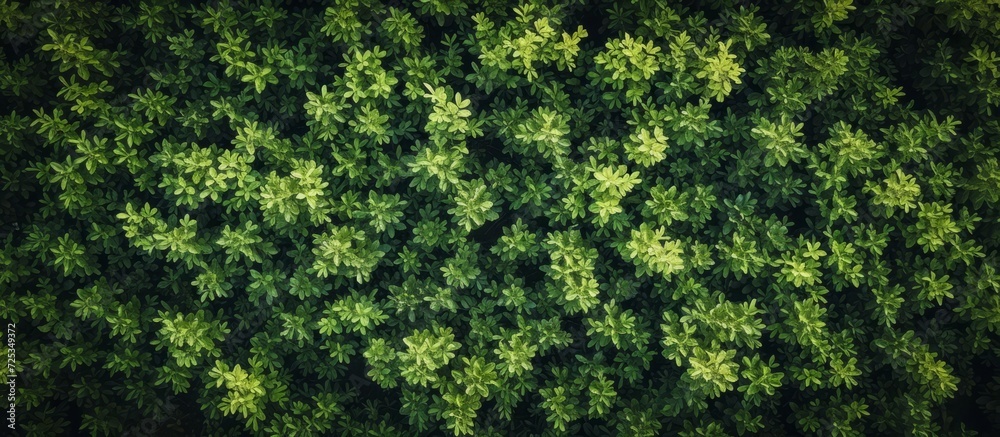Drone's top-down view of a lush grass texture background. Drone's top-down view of a lush grass texture background.
