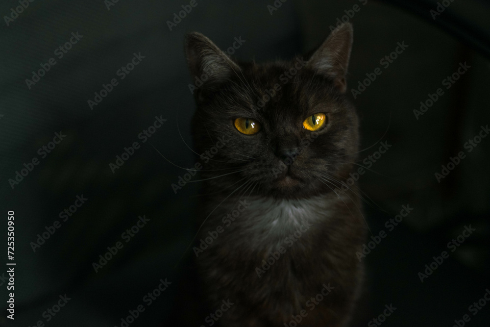 black cat portrait black cat portrait