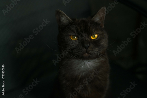 black cat portrait