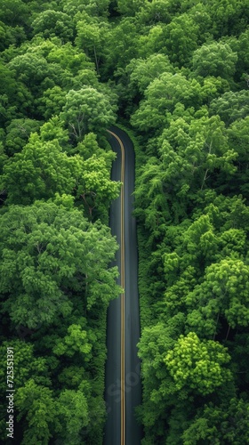 beauty scene with road and green forest