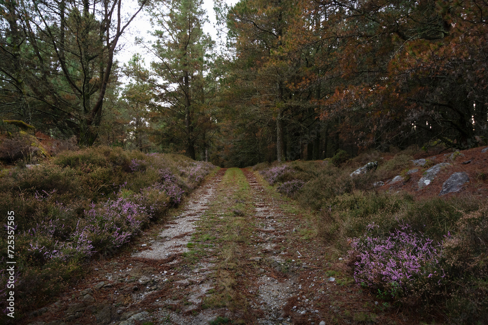 Serene Forest Path with Blooming Heather and Pine Trees