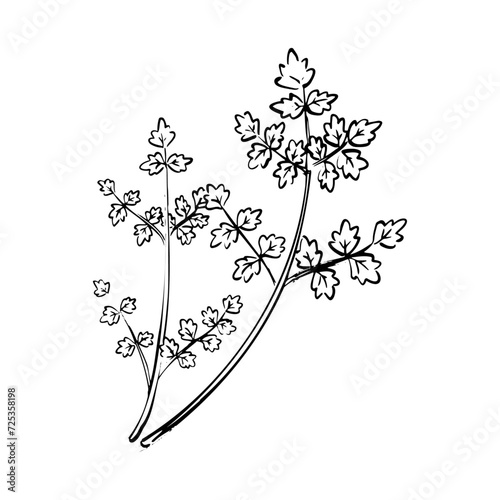 芹の和風ベクターイラスト（白黒）。