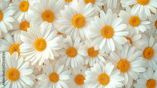 Top view of daisy meadow, daisies, top view