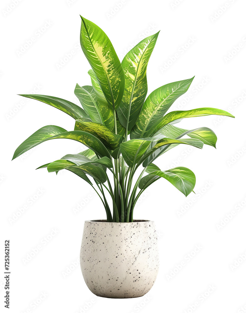 ornamental plant in pot , Lush Dieffenbachia plant in a stylish speckled pot illustration PNG element cut out transparent isolated on white background ,PNG file ,artwork graphic design. ornamental plant in pot , Lush Dieffenbachia plant in a stylish speckled pot illustration PNG element cut out transparent isolated on white background ,PNG file ,artwork graphic design.