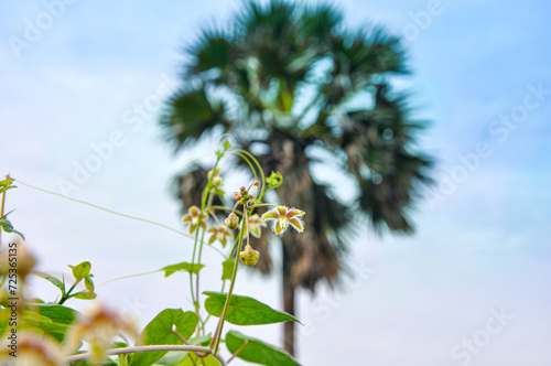 A palm tree in a peaceful environment, Mannar, sri lanka, A flower bloomed on a thorn branch