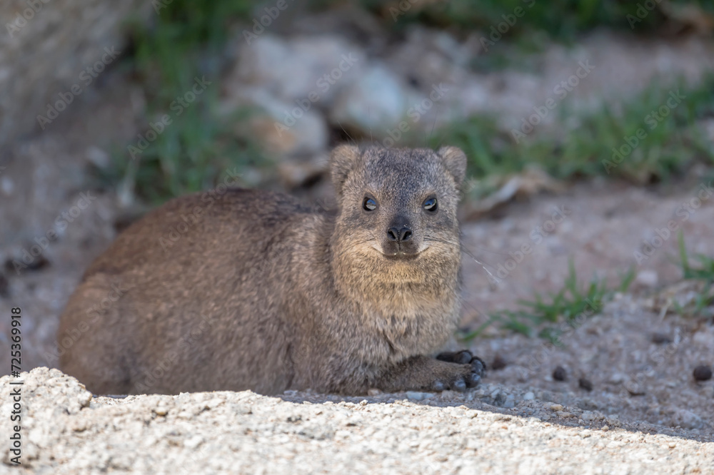 Rock hyrax in shadow at lodge in desert, near Hobas, Namibia Rock hyrax in shadow at lodge in desert, near Hobas, Namibia