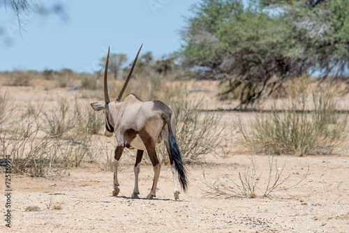 Orix walking away in desert, south of Hobas, Namibia