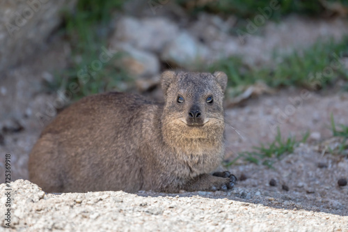 Rock hyrax in shadow at lodge in desert, near Hobas, Namibia
