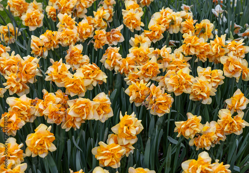 yellow daffodils flowers blooming in a garden