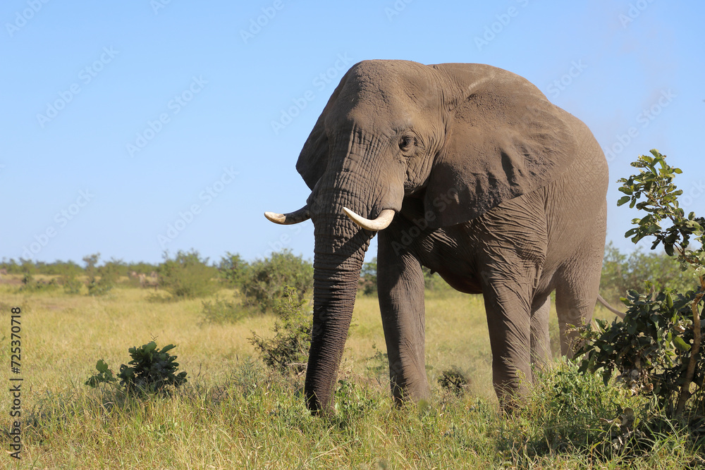 Afrikanischer Elefant / African elephant / Loxodonta africana Afrikanischer Elefant / African elephant / Loxodonta africana