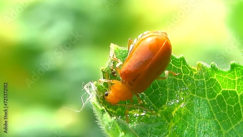 Close-up orange beetle eating plant leaf in the vegetable garden photo