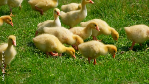 Little yellow ducklings eat grass. Farm cute animals in the meadow. Many ducks. Duck. Green grass. Graze. Kids concept.