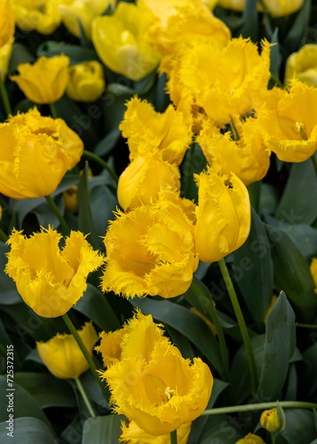 Yellow tulip called Sun Frillzz, Fringed group. Tulips are divided into groups that are defined by their flower features