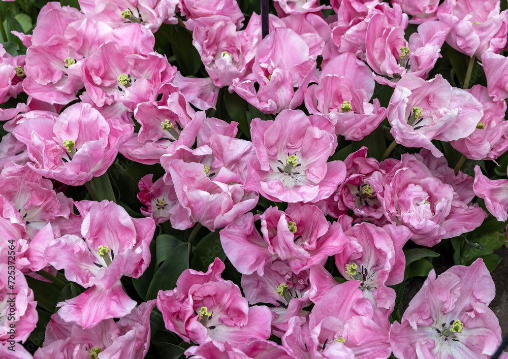 Pink tulip called 325-SV-05-1 Double Early group. Tulips are divided into groups that are defined by their flower features Pink tulip called 325-SV-05-1 Double Early group. Tulips are divided into groups that are defined by their flower features