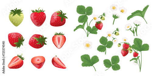 Set of  strawberry blossom, strawberry bush and strawberry from different sides . Summer harvest.	
