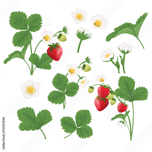 Collection of strawberry blooming and strawberry bush. Strawberry ripening process.
