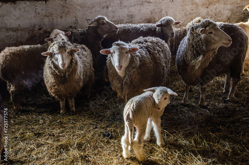 adult sheep in a pen indoors with small sheep