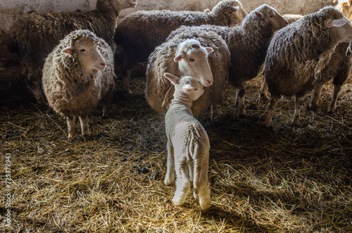 adult sheep in a pen indoors with small sheep