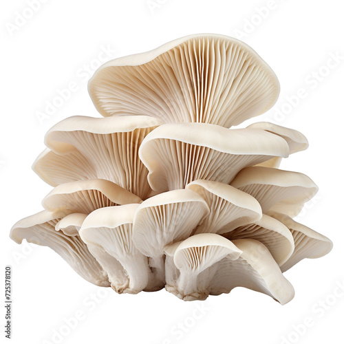 Oyster mushrooms clip art