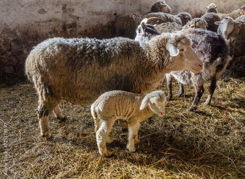adult sheep in a pen indoors with small sheep