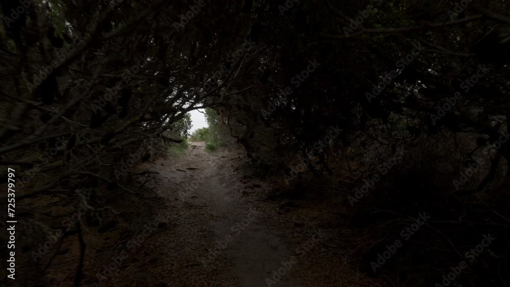 Walking through a tunnel formed by trees and emerging on the other side. Walking through a tunnel formed by trees and emerging on the other side.