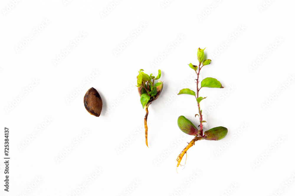Tree Germinate Apricot pit germination stages. Development stages of a tree sprout ...