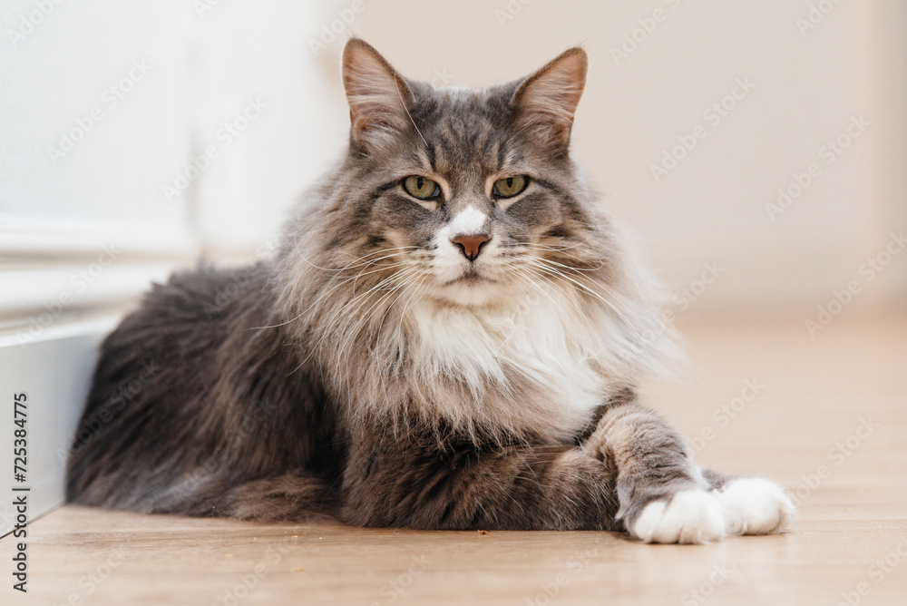 Big cat with green eyes and grey fur laying on the floor